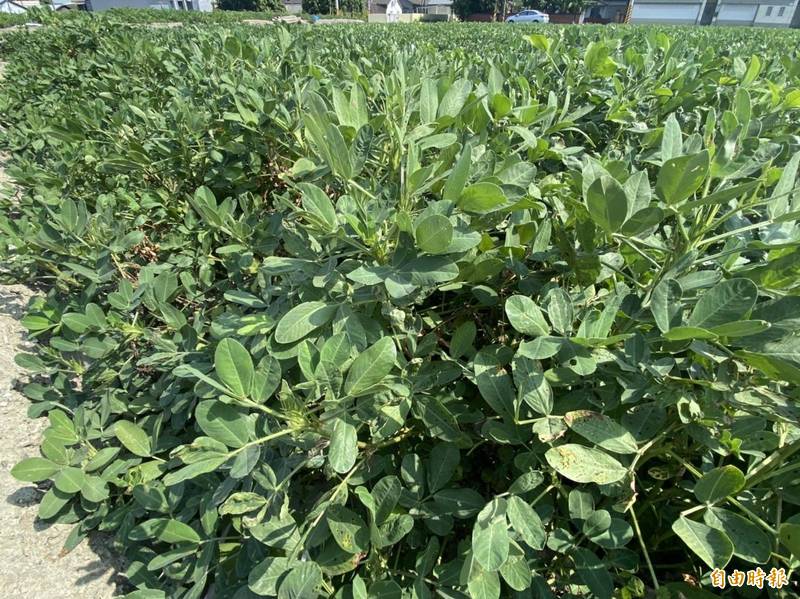 雲林縣的花生即將進入採收季節。（記者詹士弘攝）