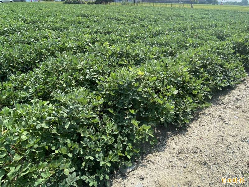 雲林縣的花生即將進入採收季節。（記者詹士弘攝）