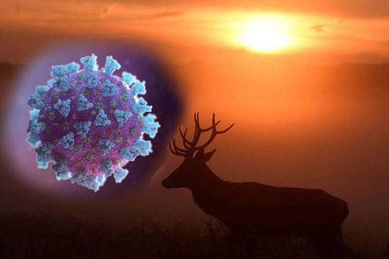 爱荷华州的野生鹿群出现大规模的武汉肺炎（新型冠状病毒病，COVID-19）感染，专家担心病毒在野鹿身上变种，再传回给人类。（路透，本报合成）(photo:LTN)
