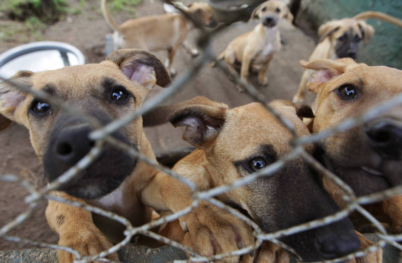日本長野一間經營寵物買賣的公司將約450隻狗養在髒亂環境中，涉嫌違反動物保護法。示意圖，與本文無關。（美聯社資料照）