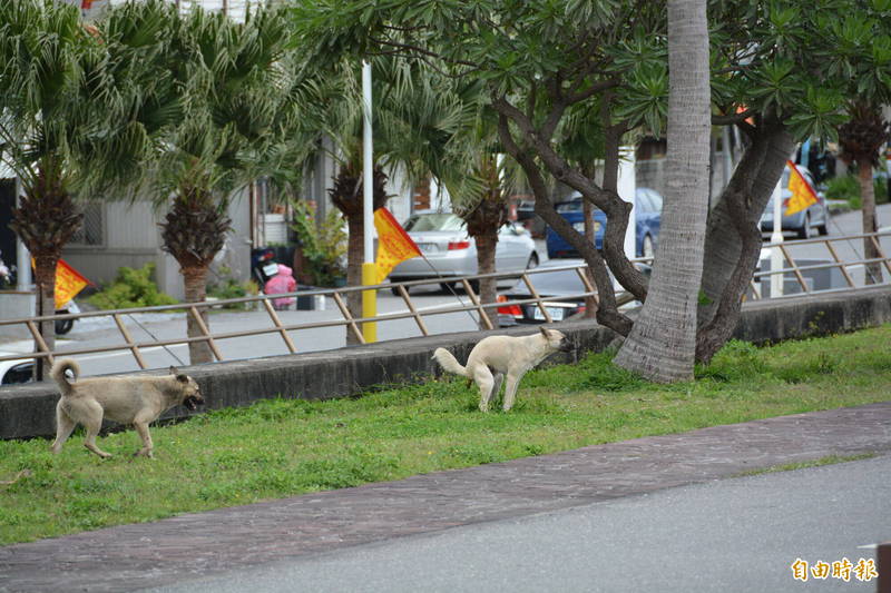 花蓮流放犬隨地便溺問題，造成環境髒亂引發民怨。（記者王峻祺攝）