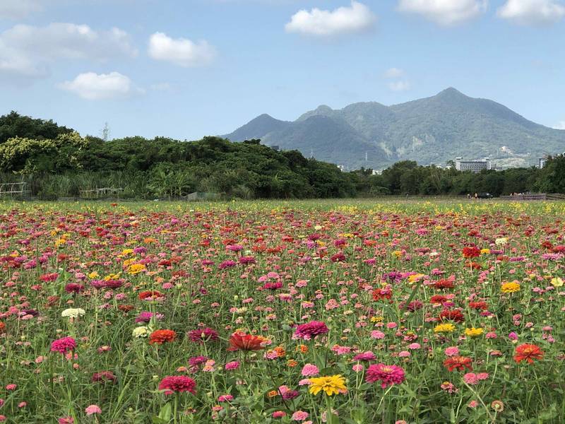 關渡秘境花海可遠眺觀音山。（台北市工務局提供）