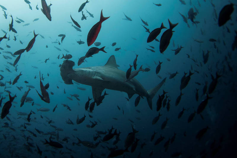 加拉巴戈斯群岛海域的双髻鲨与鱼群。（路透档案照）(photo:LTN)