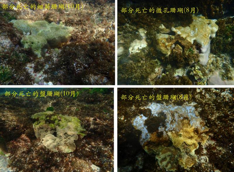 小琉球周边海域珊瑚礁受创严重。（樊同云提供）(photo:LTN)