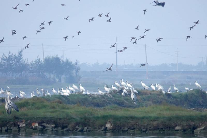 嘉義縣布袋鹽田濕地估計已有600多隻黑面琵鷺棲息。（邱彩綢提供）