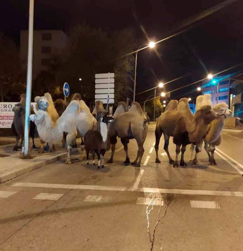 西班牙Quiros马戏团的8只骆驼和1只美洲驼集体逃亡，在马路上旁若无人地逛大街。（欧新社）(photo:LTN)