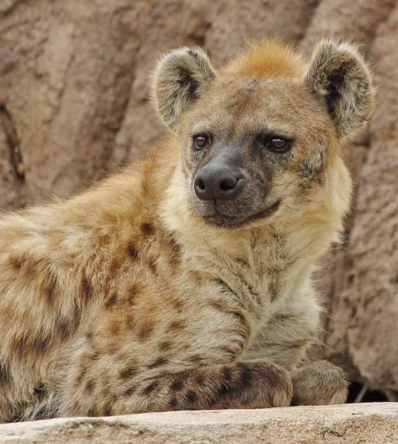 美國丹佛動物園2隻鬣狗確診武漢肺炎，是全球首次有鬣狗染疫。（美聯社）