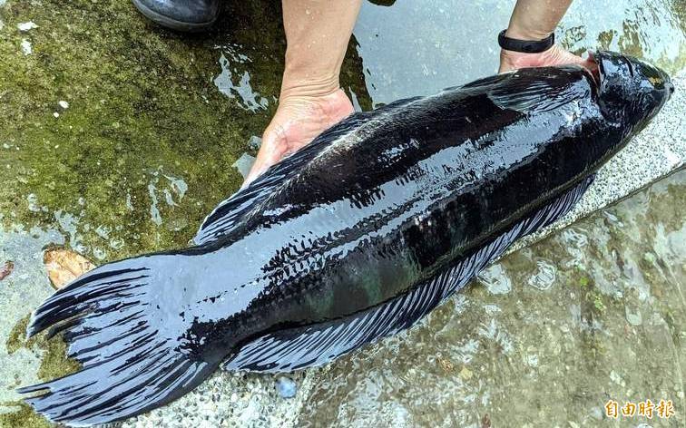 日月潭賞九蛙驚見魚虎母帶子漁民鬥智鬥力 除虎 南投縣 自由時報電子報