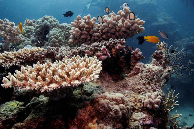 科学家正针对珊瑚进行基因改造，以帮助该物种保护自己，不致因暖化而灭绝。（路透档案照）(photo:LTN)