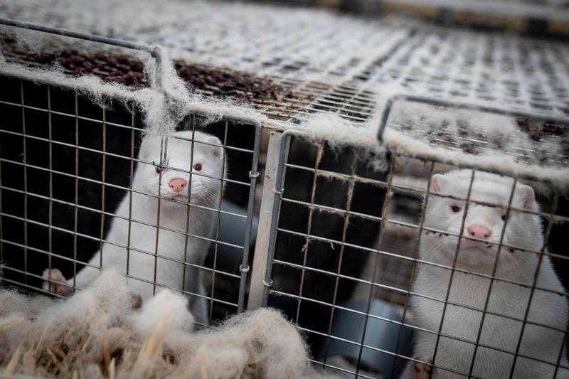 水貂皮是丹麦重要的出口商品，但丹麦政府去年扑杀了全国约1700万只水貂。（路透资料照）(photo:LTN)