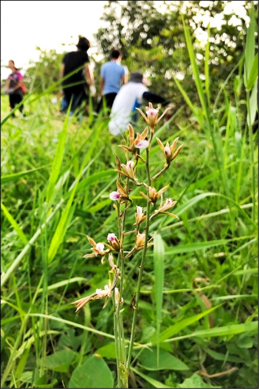 為禾草芋蘭。（資料照）