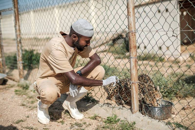 索马利兰兽医伊卜拉欣（Ahmed Yusuuf Ibrahim，见图）致力于照护虚弱的小猎豹，让牠们恢复健康并成长。（法新社）(photo:LTN)