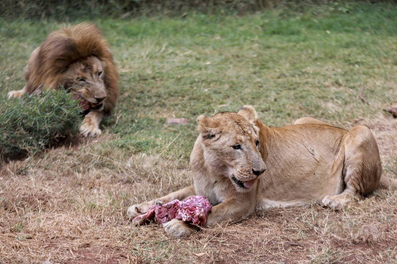 美國「聖路易動物園」昨（11）日表示，園區內有8隻大型貓科動物確診武漢肺炎（新型冠狀病毒病，COVID-19）。示意圖，與本新聞內容無關。圖為非洲獅。（歐新社）