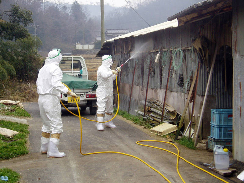 日本鹿儿岛县1座养鸡场爆发禽流感，近4万只鸡被扑杀。图为日本养鸡场消毒作业示意图。（法新社）(photo:LTN)