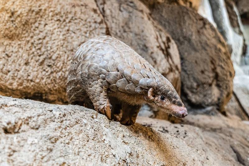 台北市立動物園借殖布拉格動物園一對穿山甲，可望在明年3月送達。布拉格市長賀吉普打算讓民眾票選捷克文的暱稱。（圖擷取自Zdeněk Hřib臉書）