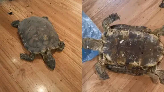中國四川1名女子在床底下發現失蹤12年的寵物烏龜乾屍。（翻攝自微博）