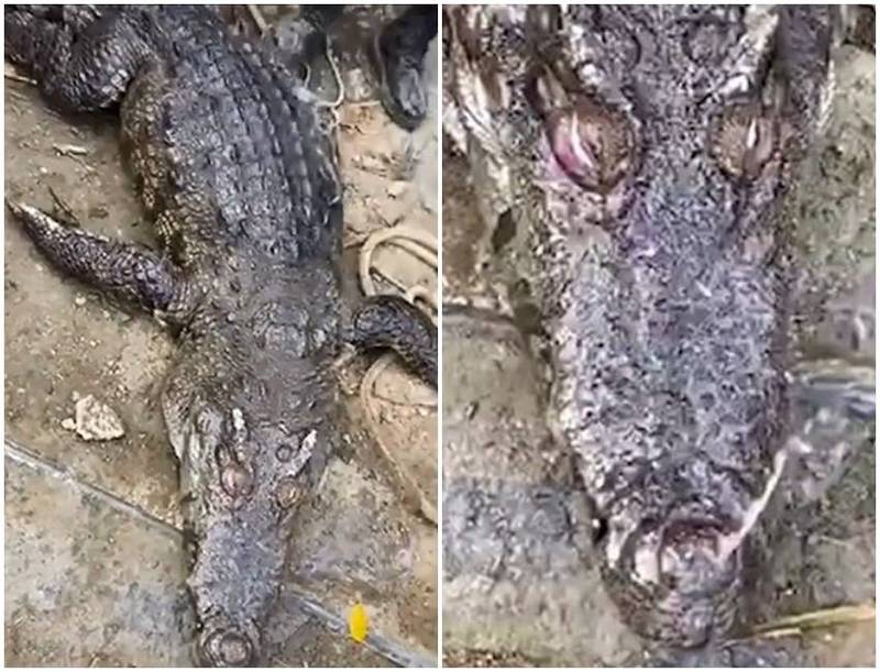 中國廣西一頭鱷魚近日被發現溺斃，擠壓身體時，鼻孔不斷噴出水。（圖翻攝自微博）