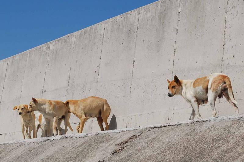 雲林縣試辦「街道犬貓遺體處理作業流程」，尊重生命。流浪狗示意圖。（資料照）