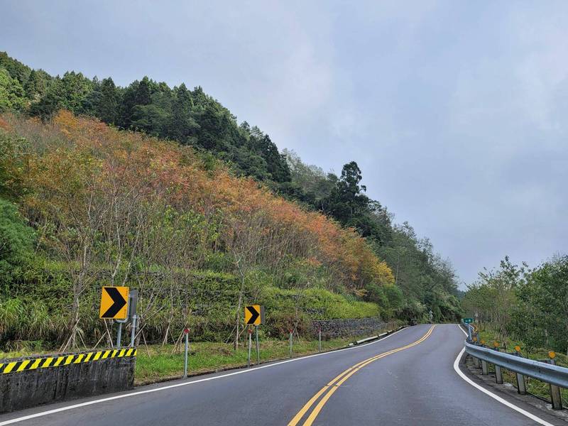 阿里山公路82公里左右的九芎也是變色葉植物之一。（公路總局第五區養護工程處阿里山工務段提供）