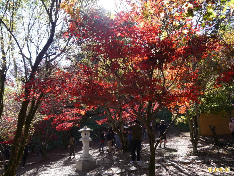 福壽山農場楓紅吸引遊客拍照。（記者張軒哲攝）