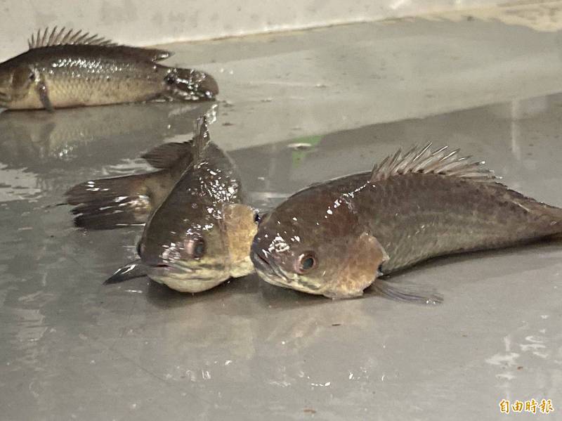 傳說中離水不死 會走路的魚金門成功復育攀鱸 生活 自由時報電子報