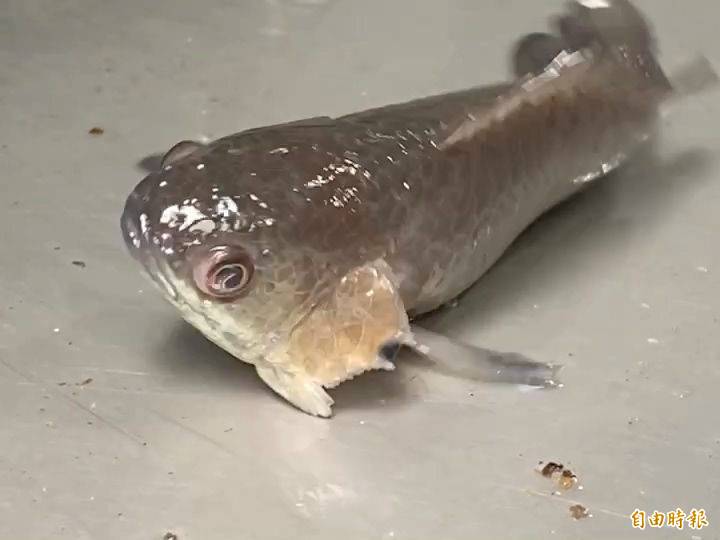 傳說中離水不死 會走路的魚金門成功復育攀鱸 生活 自由時報電子報
