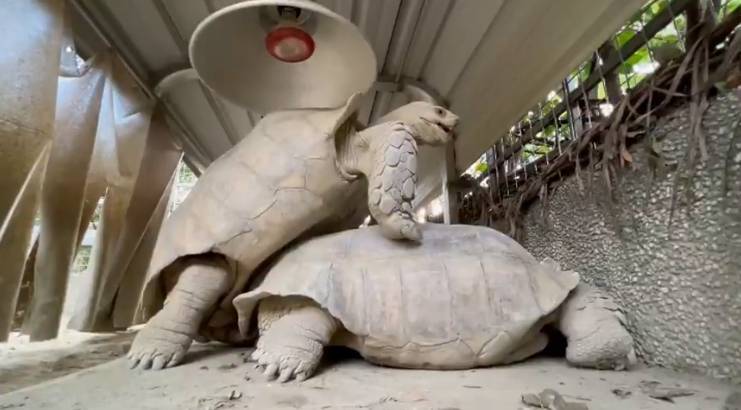 高雄壽山動物園近日分享一段蘇卡達象龜交配貴影片，「額～額～」叫床聲驚呆許多網友。（圖取自壽山動物園IG）