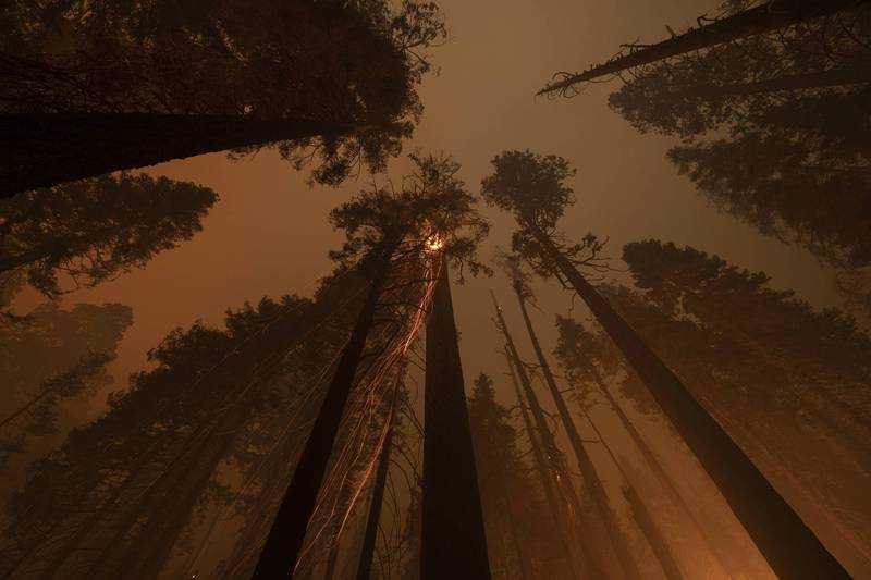 去年8月以來，累計大約有全球總量13%至19%的巨杉遭到摧毀，其中被摧毀的大型紅杉約有7500至10600棵。（法新社）