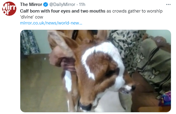 印度1個農戶產下1頭「雙頭牛」，被當地居民喻為奇蹟，當作「神牛」供奉。（圖擷取自Twitter_@DailyMirror）