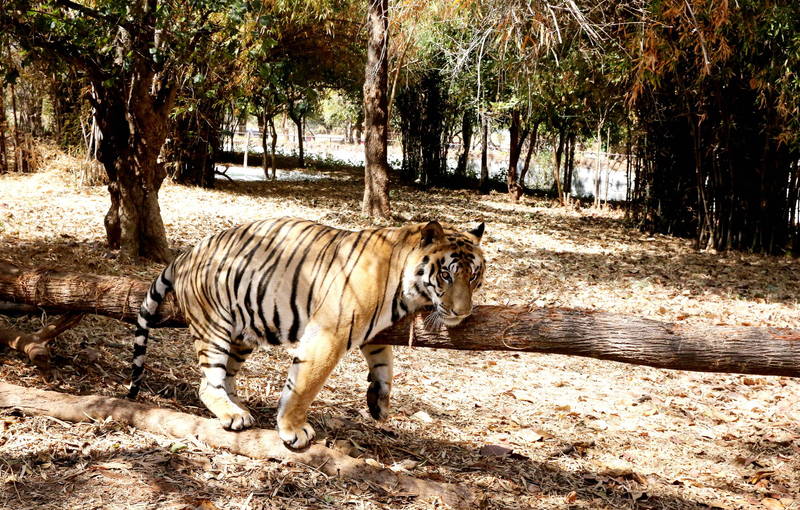 印度1名46歲女性護林員在老虎保護園區工作時，突然遭到1隻10歲老虎襲擊，在場的3名同事即刻警報求救，但由於訊號不佳，被迫只能目睹這名女性護林員被拖進森林活活咬死。老虎示意圖，圖與新聞事件無關。（歐新社）