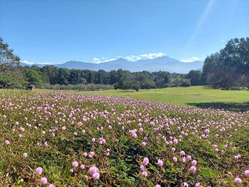 暨大校園內不起眼的植物也能創造美景，先前大片含羞草開花，形成美麗粉紫花海。（潘樵提供）