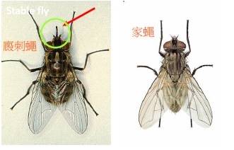 蒼蠅會吸血疑牛結節疹嫌犯動保處講座防堵病媒蚊 生活 自由時報電子報