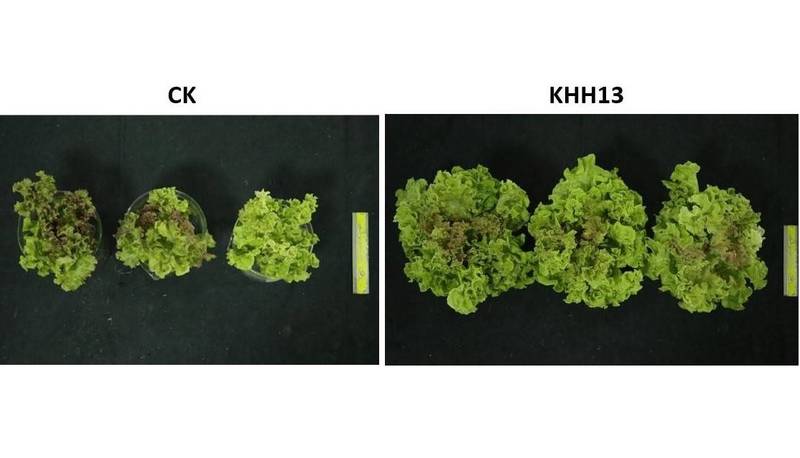 使用微生物肥料「貝萊斯芽孢桿菌KHH13液劑」的皺葉萵苣（圖右），產能明顯增加。（高雄區農業改良場提供）