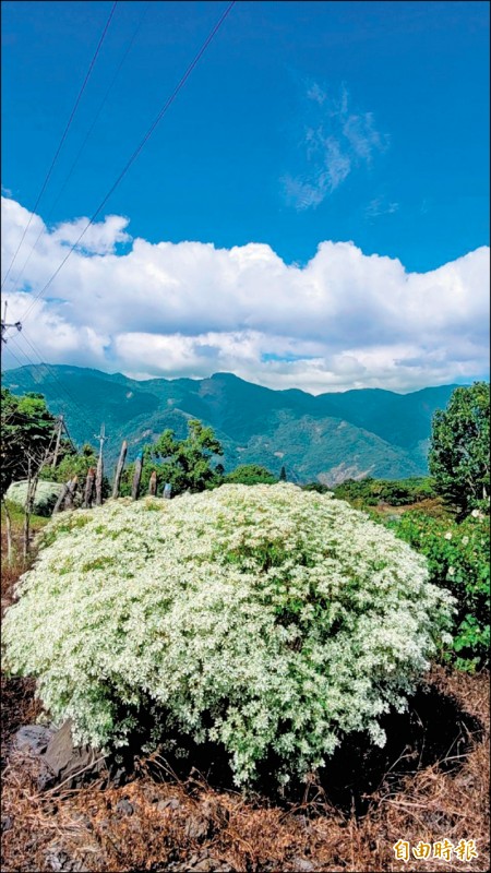 聖誕白雪提前綻放。（記者黃旭磊攝）