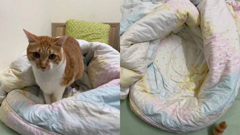 1名女網友發文分享，自家貓咪竟因天氣冷，自行以棉被「築巢」抗寒。（圖擷取自「Dcard」）