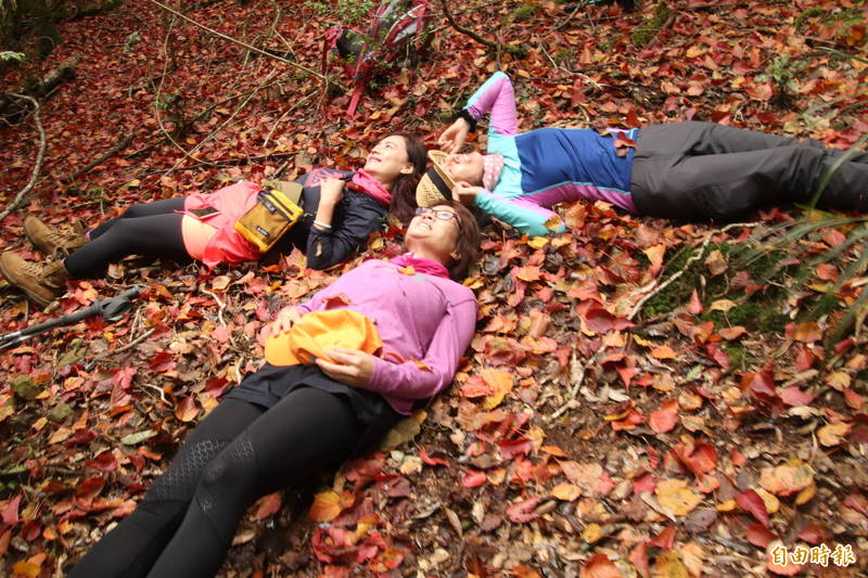 看到一地的紅葉，女山友們卸下行囊把自己交付給這片「紅毯」，暫時安放下登山的疲憊。（記者黃美珠攝）
