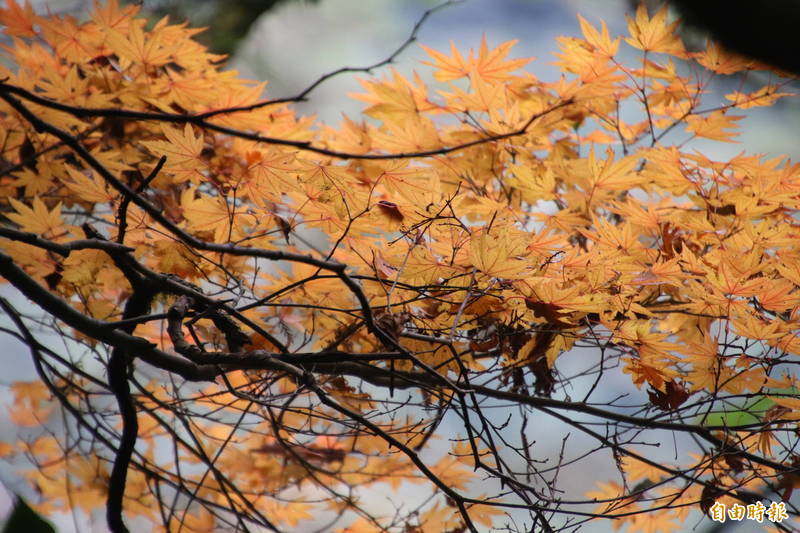 霞喀羅古道上的楓槭近日逐漸轉換新色亮麗登場。（記者黃美珠攝）