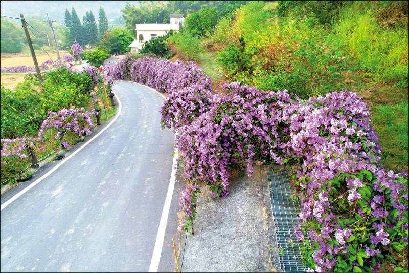 苗栗縣通霄鎮楓樹里2鄰農路，近來蒜香藤花大爆發，吸引不少民眾前往參觀，成為當地拍照打卡熱點。（張文煥提供）