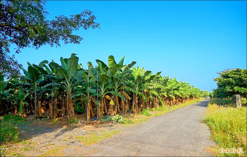 箕湖公墓用地目前約有近4公頃面積被種植香蕉。
（記者陳彥廷攝）