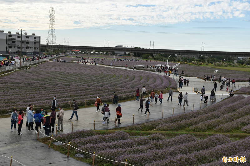 桃園仙草花節的紫色花海滿開，市府農業局統計開展以來參觀人數已破52萬人次。（記者李容萍攝）