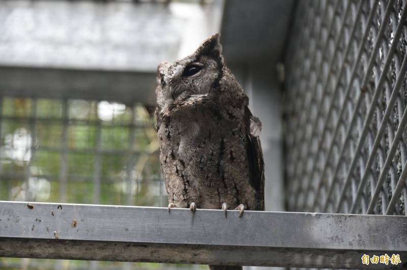 領角鴞幼鳥落巢、新竹市立動物園的獸醫當「鳥媽媽」教飛行、獵食，已將幼鳥訓練成功為成鳥。（記者洪美秀攝）