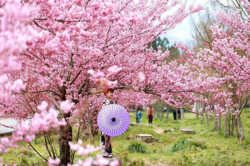 武陵農場櫻花季每年二月皆吸引大批遊客上山賞櫻。（武陵農場提供）