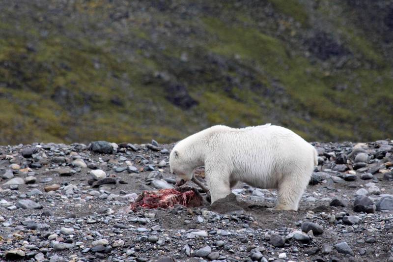 科學家拍到北極熊吃馴鹿似因海冰消退少海豹可食 國際 自由時報電子報