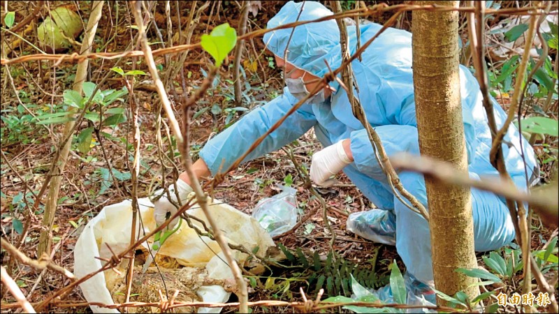 新竹縣家畜所同仁採檢快篩死雞有無感染禽流感問題。（記者黃美珠攝）