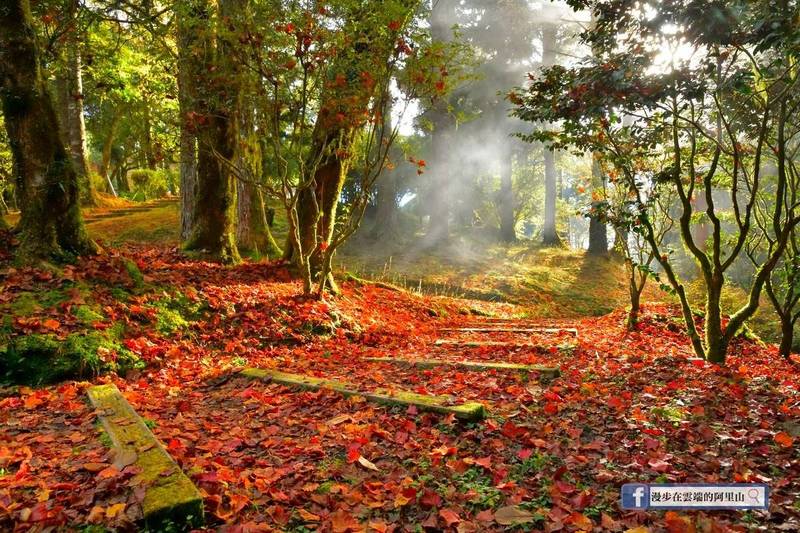 阿里山國家森林遊樂區的植物園楓紅地毯。（黃源明提供）