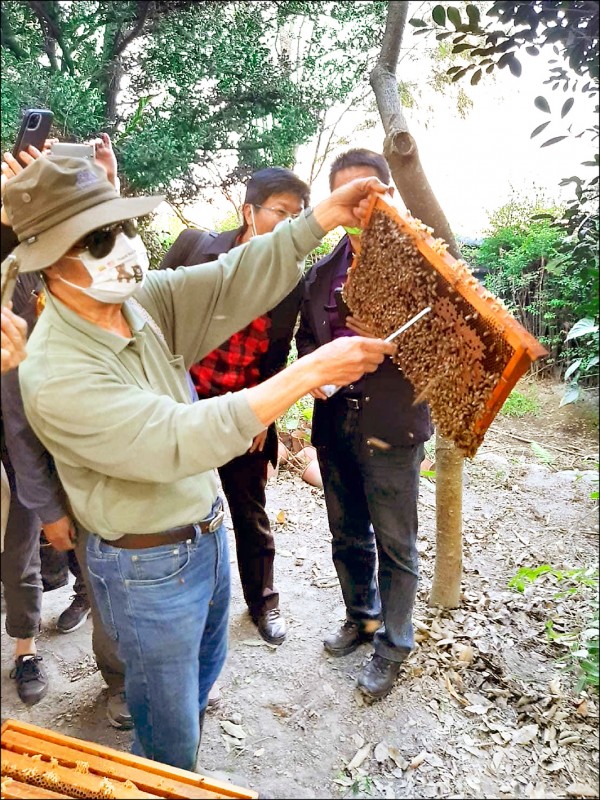 前明道大學校長陳世雄（左一）昨示範養蜜蜂訣竅。（記者顏宏駿攝）