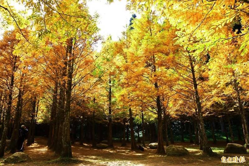 冷氣團發威，杉林溪森林生態渡假園區中的水杉，原先金黃景觀已不復見。（資料照）