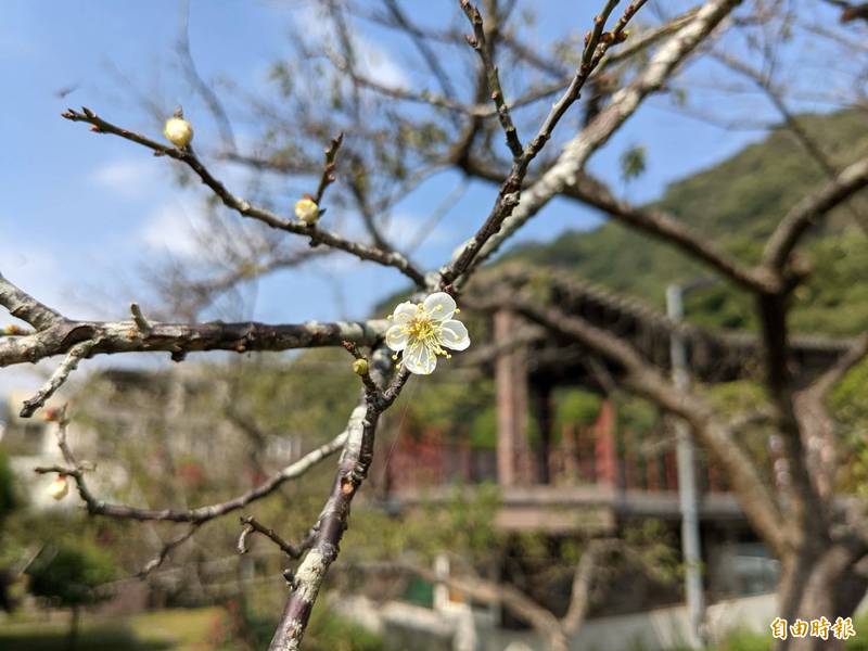 冷空氣一波波，信義鄉梅花已有早花綻放，潔白花朵相當雅致。（記者劉濱銓攝）