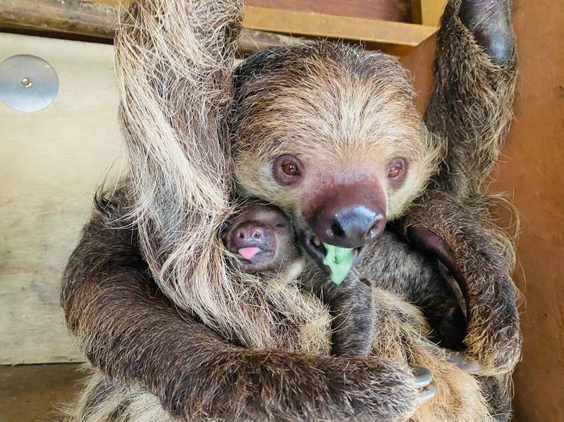 萌！壽山動物園樹懶寶寶滿月學媽媽吃葉子- 生活- 自由時報電子報