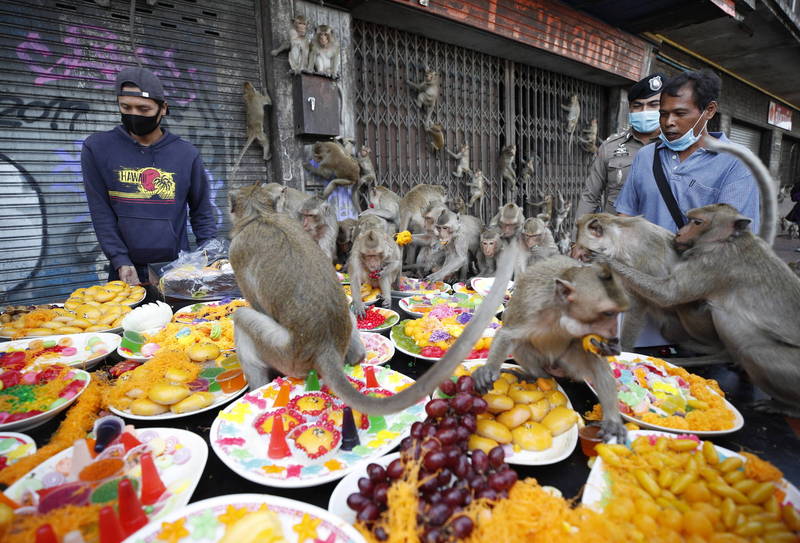 「猴子節」是華富里每年一度的傳統，當地也因為猴子數量眾多，而常被暱稱為「猴子府」。（歐新社）